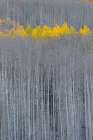 USA, Colorado, Gunnison National Forest. Aspen trees with yellow tops in autumn. Art Print